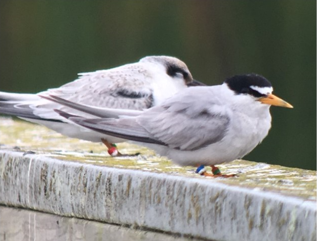 Photo of two California Least Terns Photo of two California Least Terns